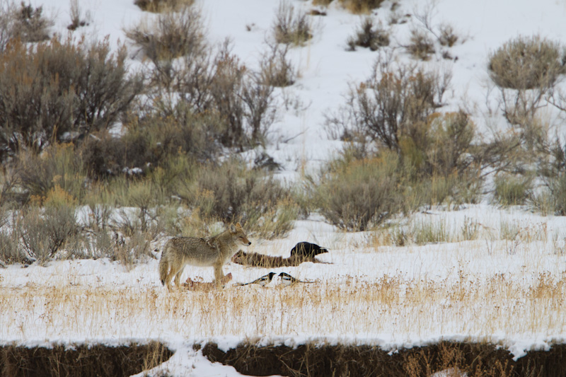 Coyote With Elk Carcass