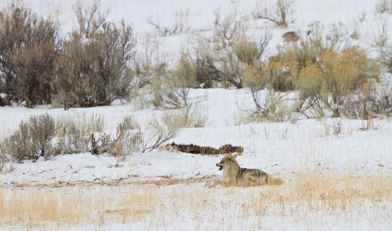 Coyote With Elk Carcass