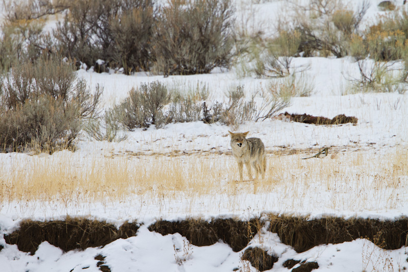 Coyote With Elk Carcass