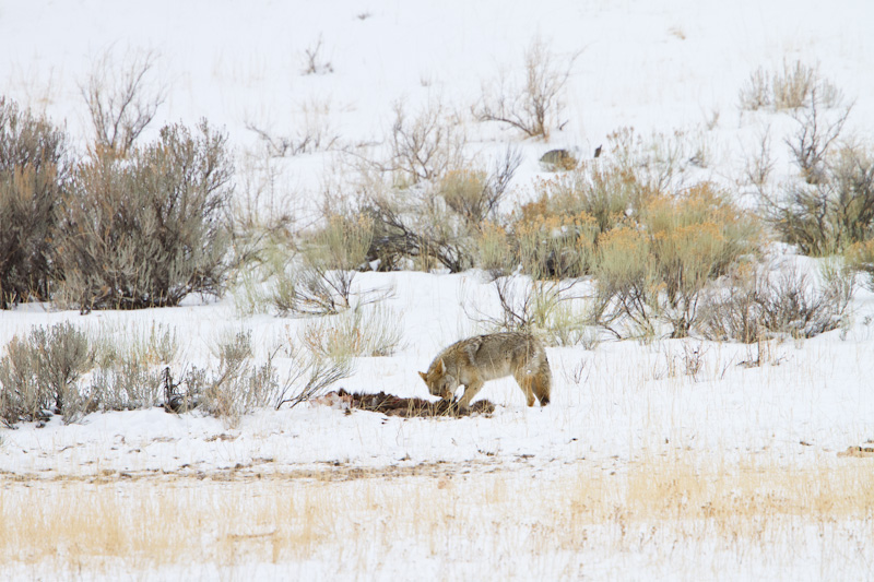 Coyote With Elk Carcass