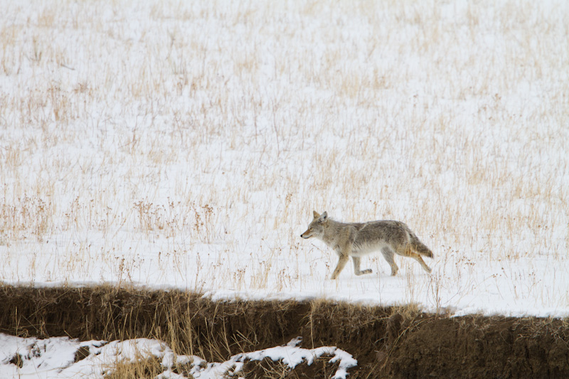 Coyote