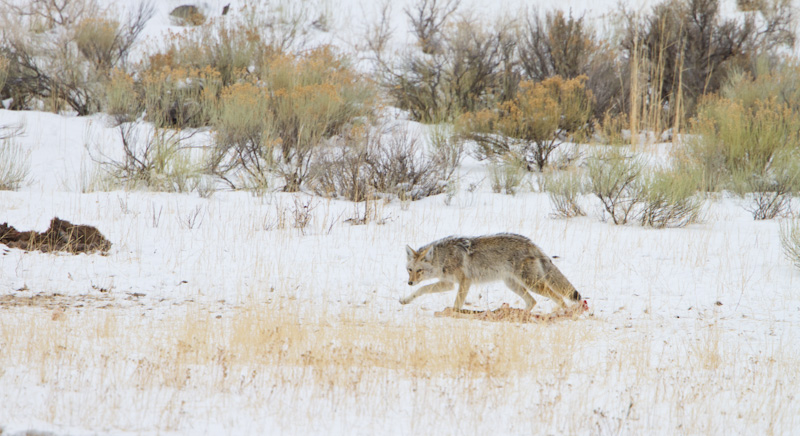 Coyote With Elk Carcass