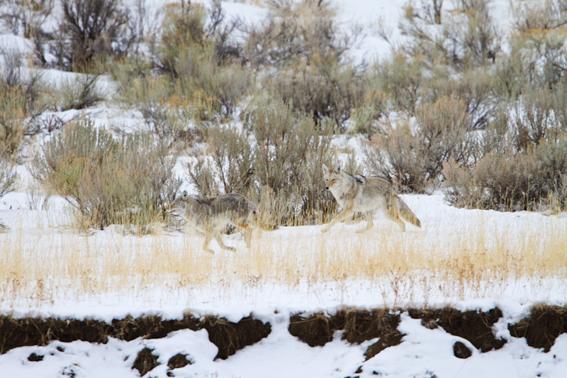 Coyotes