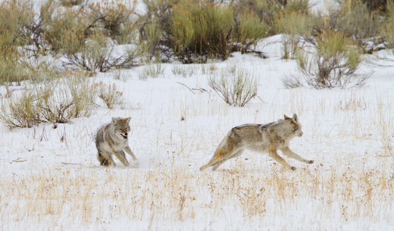 Coyotes