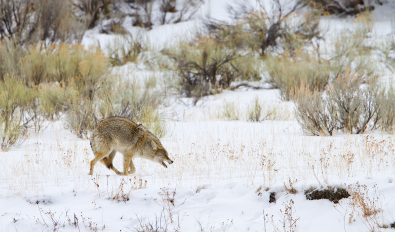 Coyote