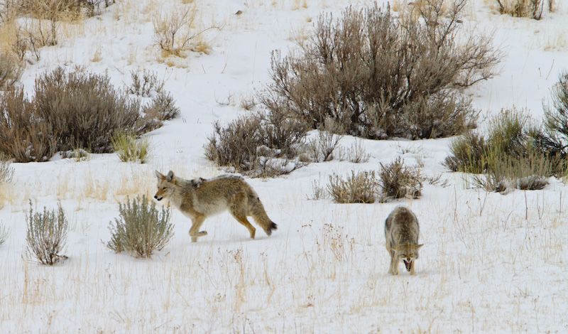 Coyotes