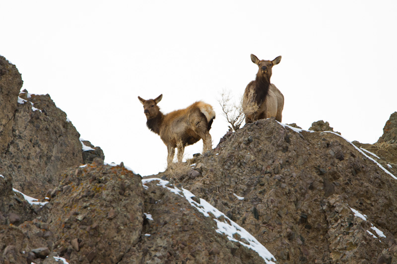 Elk On Cliff