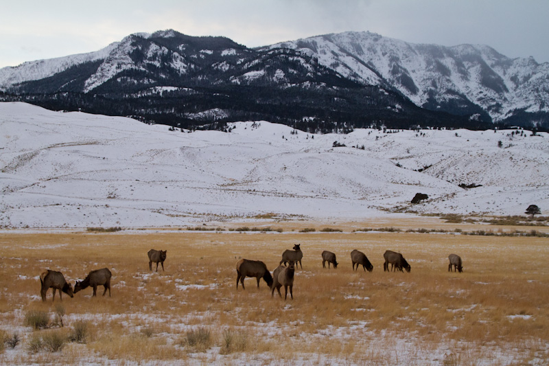 Elk Herd