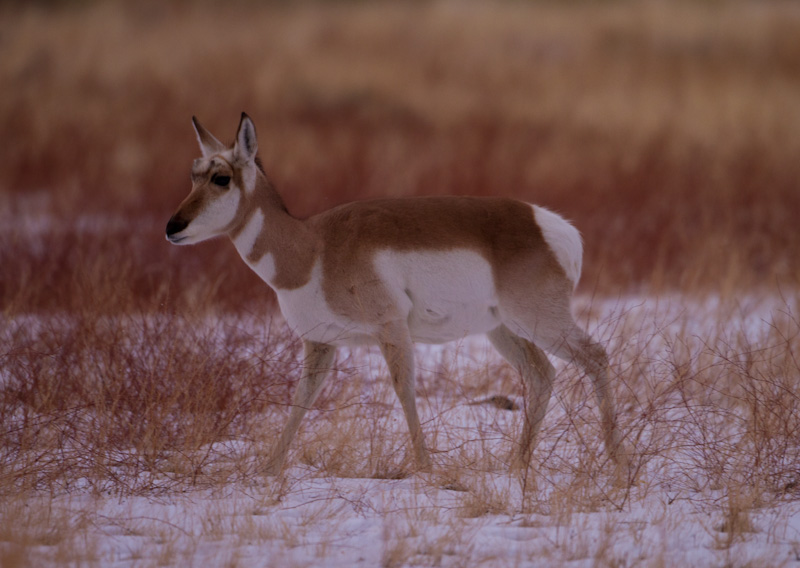 Pronghorn