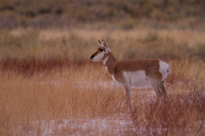 Pronghorn