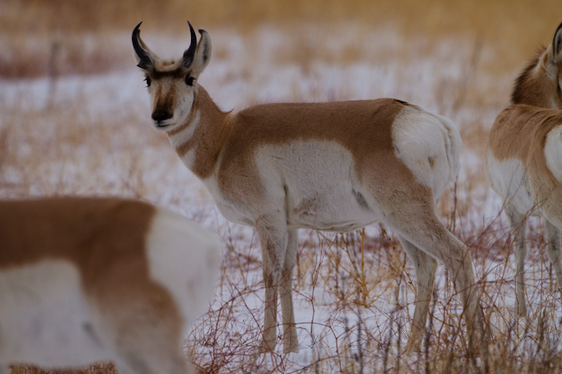 Pronghorn