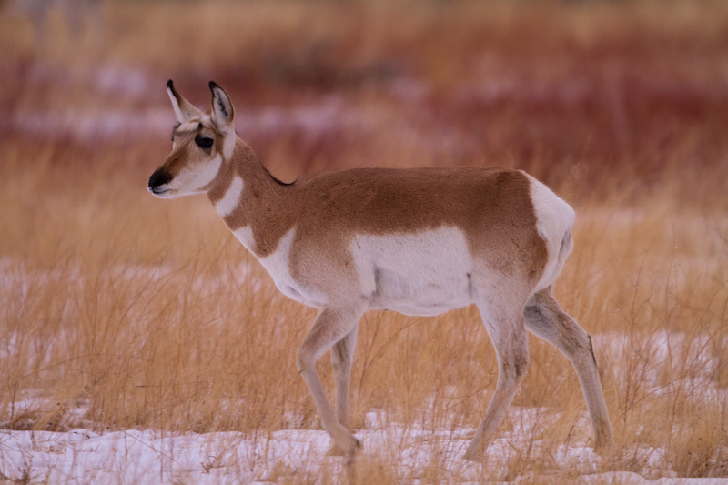 Pronghorn