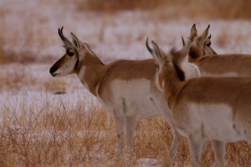 Pronghorn