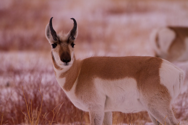 Pronghorn