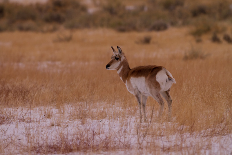 Pronghorn