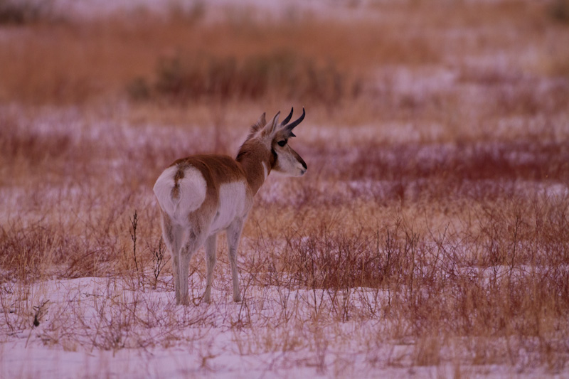 Pronghorn