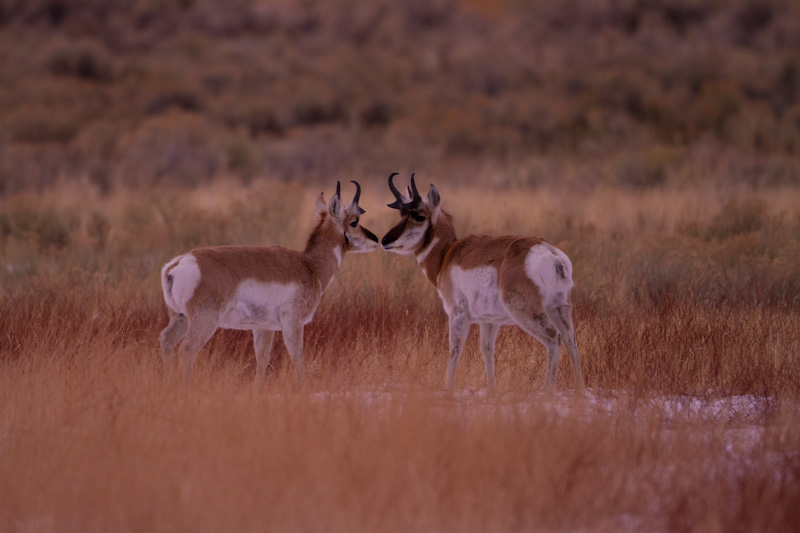 Pronghorn