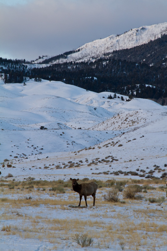 Elk