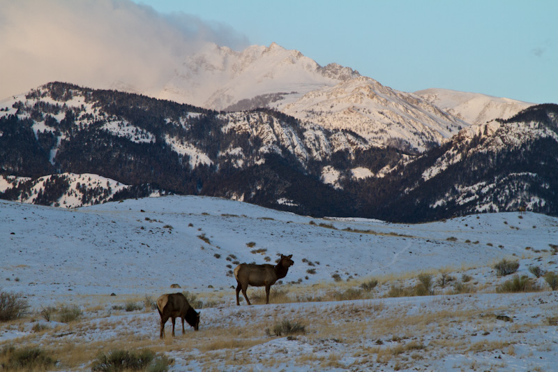 Elk