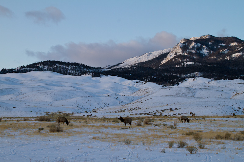 Elk