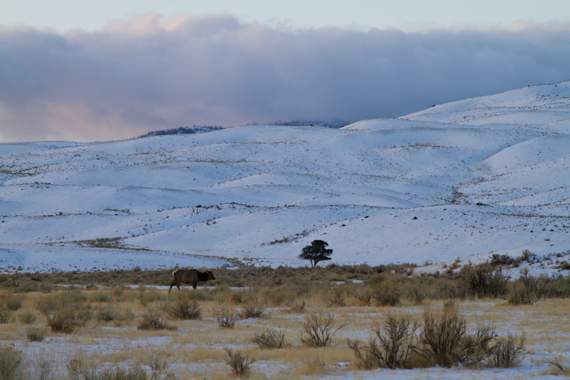 Elk