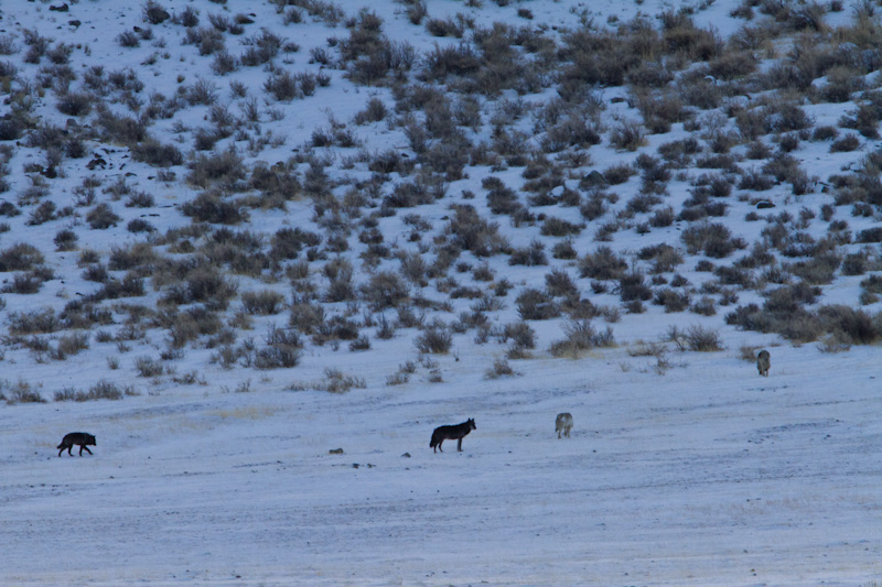 Wolf Pack