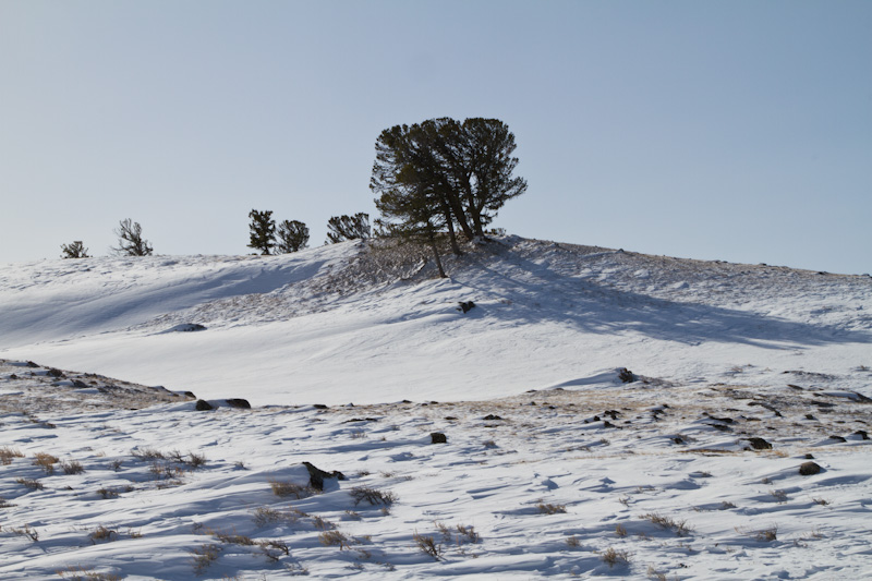 Yellowstone In Winter