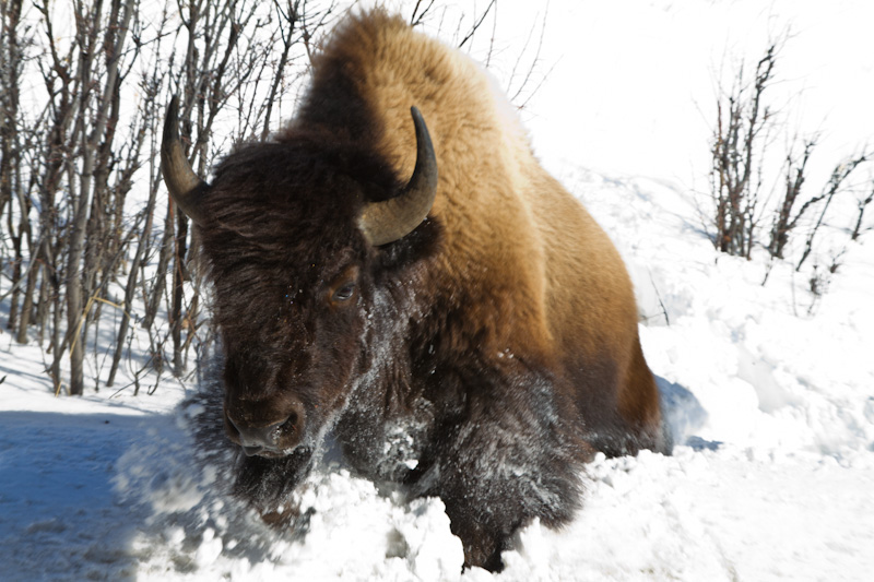 Bison In Snow