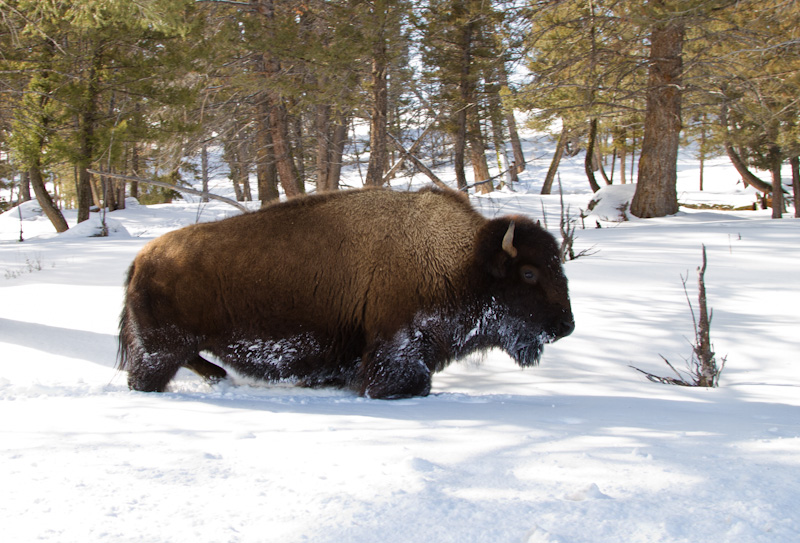 Bison In Snow