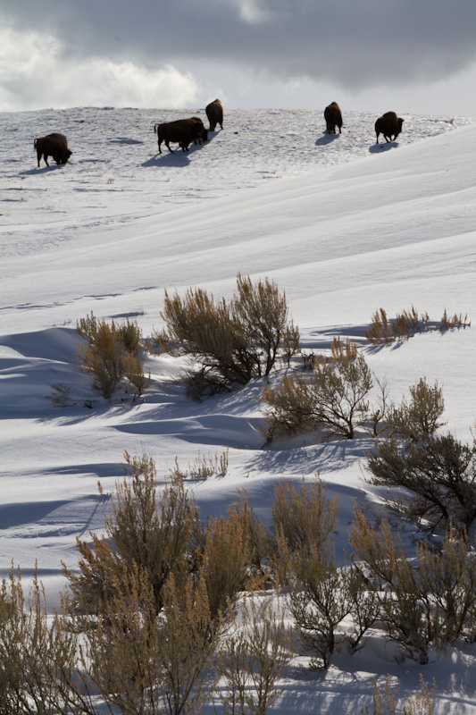 Bison And Sage