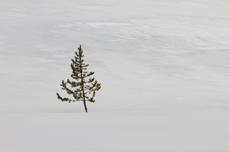Lone Tree In Snow