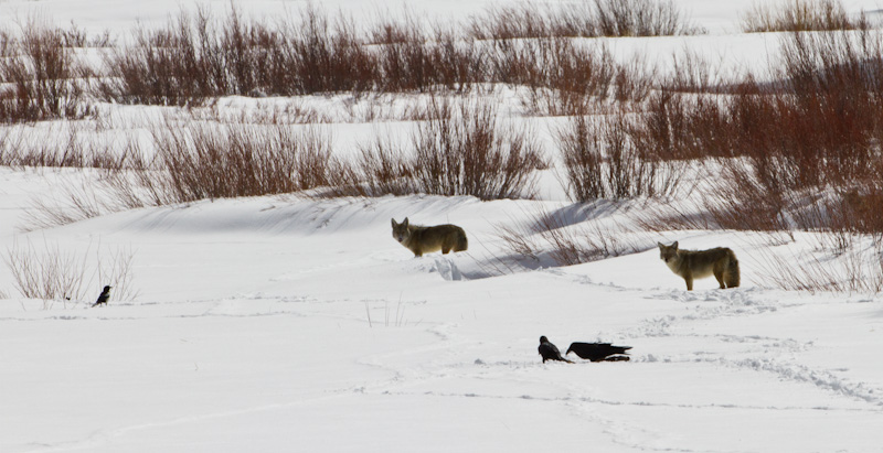 Coyotes Near Kill