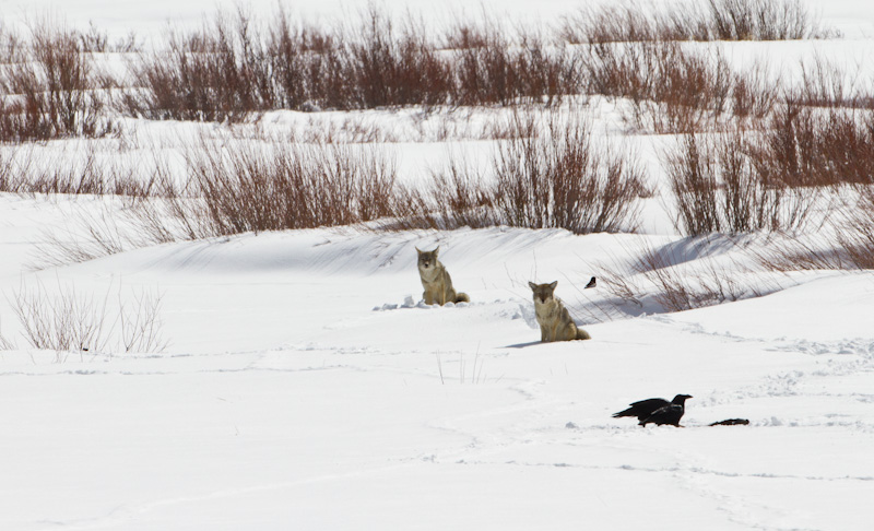 Coyotes Near Kill