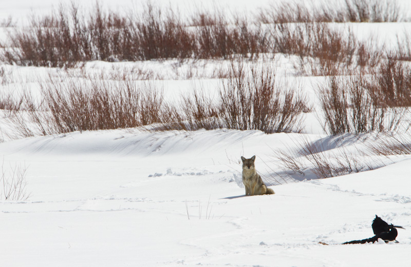 Coyote