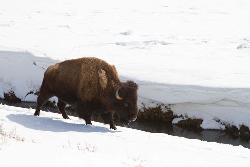 Bison Along Stream Bank