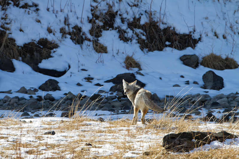 Coyote