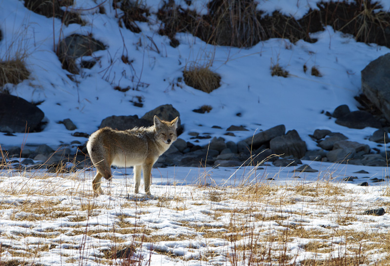 Coyote