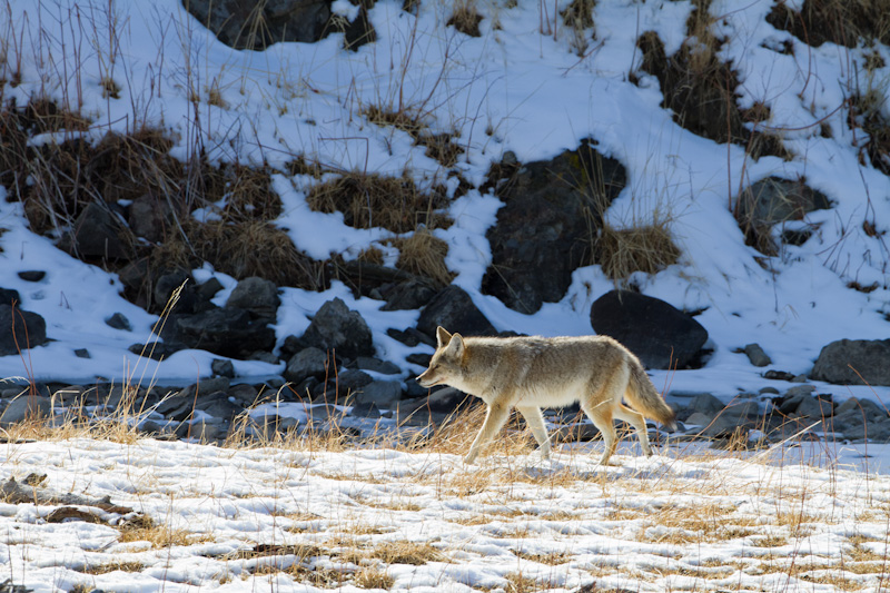 Coyote