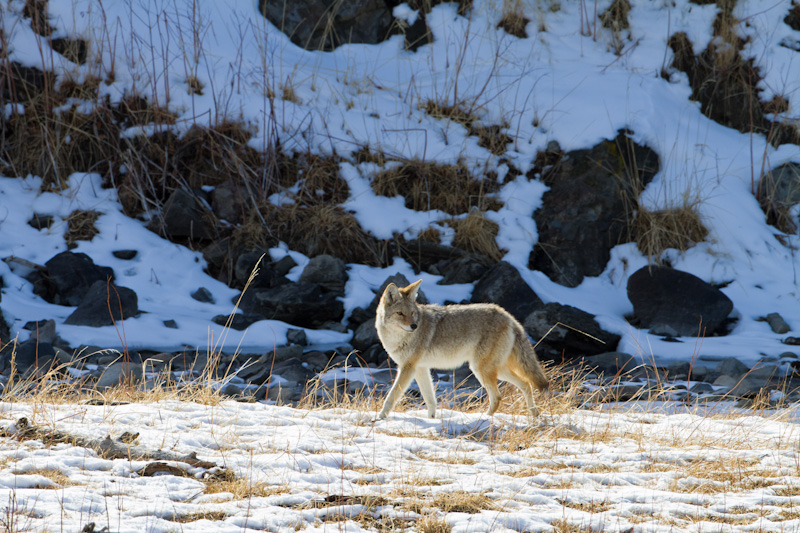 Coyote