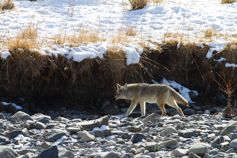 Coyote