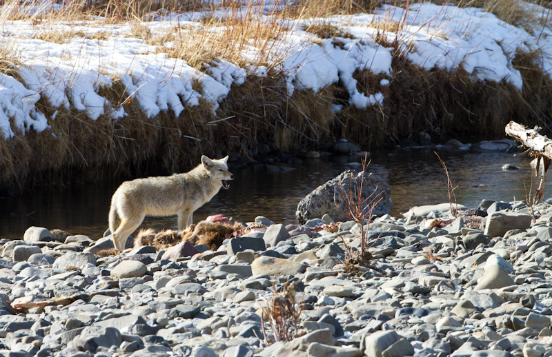 Coyote And Carcass