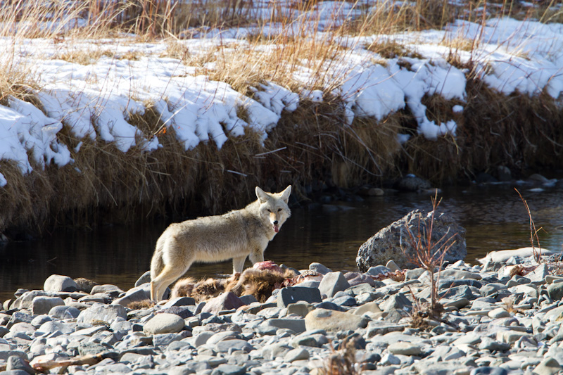 Coyote And Carcass