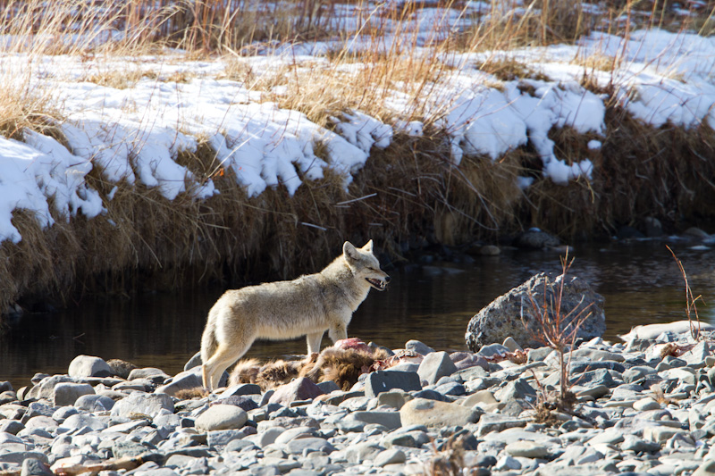 Coyote And Carcass