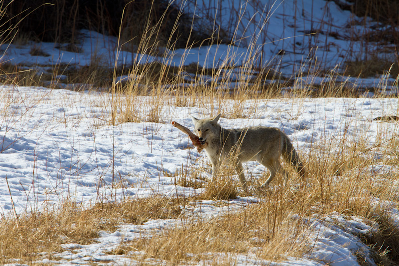 Coyote Carrying Bone