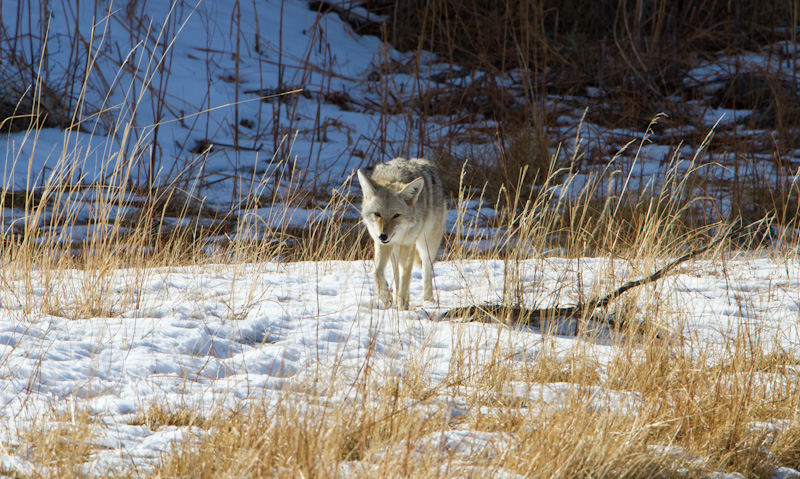 Coyote