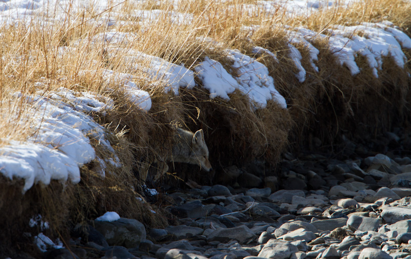 Coyote Descending Streambank