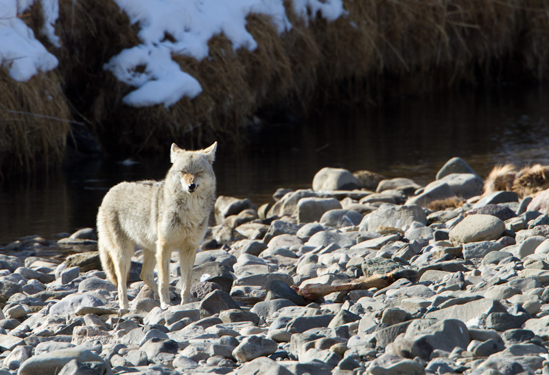 Coyote And Carcass