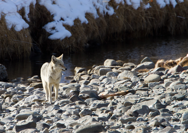 Coyote And Carcass