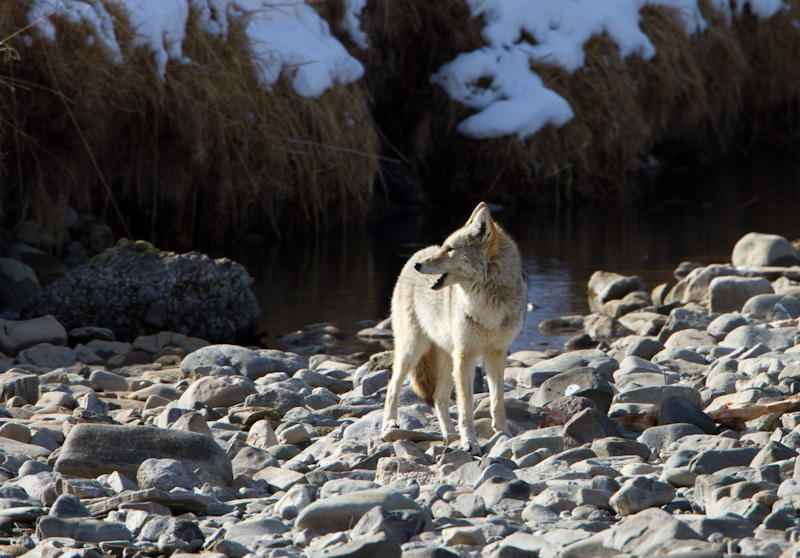 Coyote And Carcass