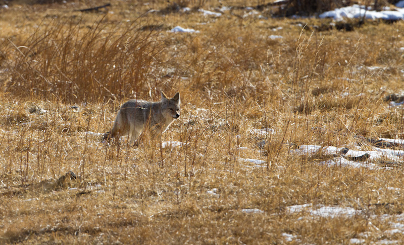 Coyote